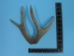 Mule Deer Antler: 4-point - 158-4M (Y1JC01)