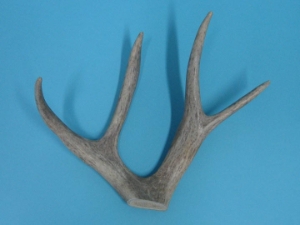 Mule Deer Antler: 4-point 