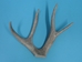 Mule Deer Antler: 4-point - 158-4M (Y1J)