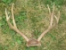 Deer Antler Rack Set: Large (7-10 points ) - 160-L (Y1FRF)