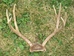 Deer Antler Rack Set: Large (7-10 points ) - 160-L (Y1F)