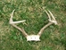 Deer Antler Rack Set: Small (6-9 points ) - 160-S (YT)