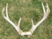 Deer Antler Rack Set: X-Large (8+ points ) - 160-XL (Y1GRB)