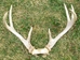 Deer Antler Rack Set: X-Large (8+ points ) - 160-XL (Y1G)