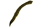 Dyed Squirrel Tail: Yellow - 162-006 (Y1MC07)