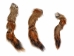 Natural Pine Squirrel Tail - 162-221 (Y1MC05)