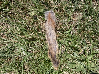Natural Pine Squirrel Tail 