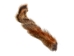 Natural Pine Squirrel Tail - 162-221 (Y1MC05)