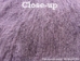 Dyed Tibet Lamb Plate: Deep Lavender - 167-A016 (Y1HRB)