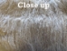 Dyed Tibet Lamb Plate: Beige Blonde - 167-A019 (Y2GRN)