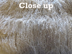 Dyed Tibet Lamb Plate: Beige Blonde 