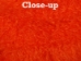 Dyed Tibet Lamb Plate: Bright Orange - 167-A048 (Y1H)