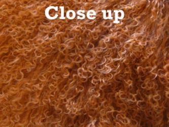 Dyed Tibet Lamb Plate: Rusty Orange 