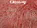 Dyed Tibet Lamb Plate: Pink Snowtop - 167-B032 (Y1HRB)