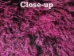 Dyed Tibet Lamb Plate: Dark Brown with Hot Pink Tips - 167-C002 (Y1JRJ)