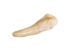 Drilled Water Buffalo Tooth: Natural - 174-100 (Y1MC16)