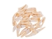 Drilled Water Buffalo Tooth: Natural - 174-100 (Y1MC16)