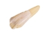 Drilled Water Buffalo Tooth: Natural - 174-100 (Y1MC16)