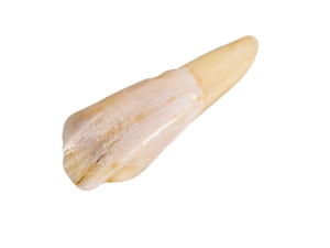 Drilled Water Buffalo Tooth: Natural 