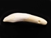 Drilled Water Buffalo Tooth - 174-100 (Y1M)