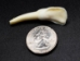 Water Buffalo Tooth: Natural - 174-110 (Y1NC05)