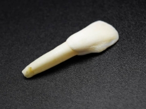 Water Buffalo Tooth: Natural 