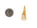 North American Buffalo (Bison) Tooth - 174-150 (Y2DC01)
