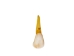 North American Buffalo (Bison) Tooth - 174-150 (Y2DC01)