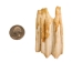 North American Buffalo (Bison) Molar - 174-250 (Y2DC02)