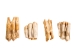 North American Buffalo (Bison) Molar - 174-250 (Y2DC02)