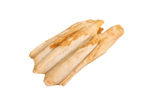 North American Buffalo (Bison) Molar 