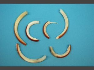 Broken or Cracked Beaver Tooth 