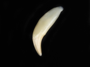Real Black Bear Canine: Assorted 