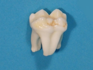 Real Black Bear Molar 