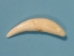Coyote Canine: #1 - 174-400 (Y2DC01)