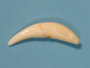 Coyote Canine: #1 