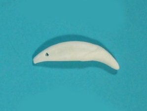 Drilled Coyote Canine: #1 