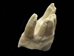 Cow Tooth - 174-500