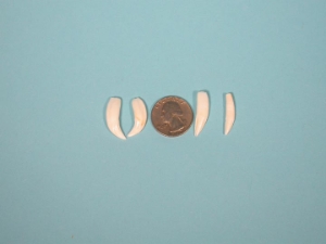 Raccoon Tooth 