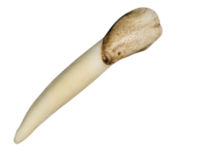 Moose Tooth 