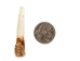 Moose Tooth: Drilled - 174-800D (Y1O)