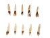 Moose Tooth: Drilled - 174-800D (Y1O)