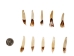 Moose Tooth: Drilled - 174-800D (Y1O)