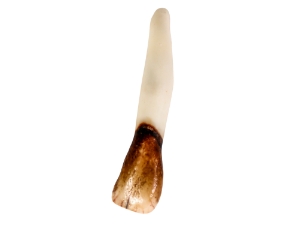 Moose Tooth: Drilled 
