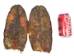 Beaver Tail: Washed &amp; Dried: Pair - 18-02-WP (Y1I)