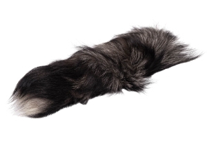 Silver Fox Tail (12-16") 