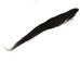 Dried Horse Tail: Black - 18-06-BK (Y1H)