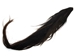 Dried Horse Tail: Brown & Black - 18-06-BRB