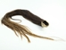 Dried Horse Tail: Multi-Colored - 18-06-MC (Y1H)