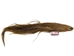 Dried Horse Tail: Red - 18-06-RD